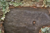 Camillea punctulata image