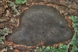 Camillea punctulata image