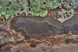 Camillea punctulata image