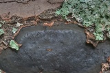 Camillea punctulata image
