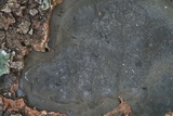 Camillea punctulata image