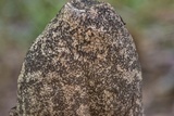 Xylaria poitei image