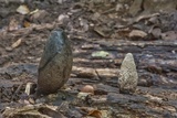Xylaria poitei image