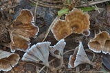 Podoscypha petalodes image