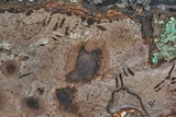 Vuilleminia comedens image