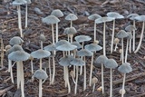 Parasola plicatilis image