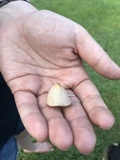 Conocybe apala image