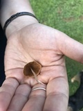 Conocybe apala image