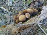 Galiella rufa image