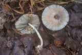Leucocoprinus longistriatus image