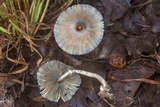 Leucocoprinus longistriatus image
