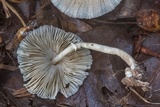 Leucocoprinus longistriatus image