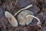 Leucocoprinus longistriatus image