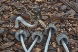 Coprinopsis picacea image