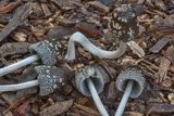 Coprinopsis picacea image