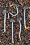 Coprinopsis picacea image