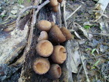 Galiella rufa image