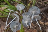Heliomyces decolorans image