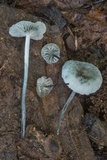 Tetrapyrgos nigripes image