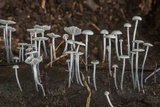 Tetrapyrgos nigripes image