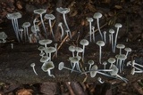 Tetrapyrgos nigripes image