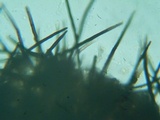 Lasiosphaeria hirsuta image