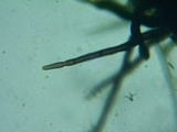 Lasiosphaeria hirsuta image