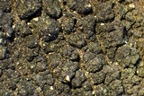 Trapeliopsis flexuosa image