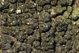 Trapeliopsis flexuosa image