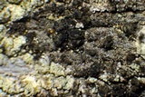 Micarea nitschkeana image