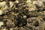 Micarea nitschkeana image