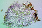 Micarea nitschkeana image