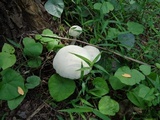 Calocybe indica image