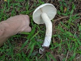 Calocybe indica image