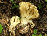 Ramaria vinosimaculans image