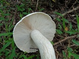 Calocybe indica image