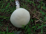 Calocybe indica image