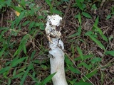 Calocybe indica image