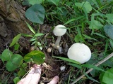 Calocybe indica image