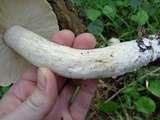 Calocybe indica image