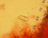 Ramaria vinosimaculans image