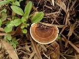 Nigroporus vinosus image