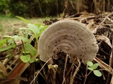 Nigroporus vinosus image