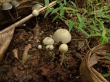 Panaeolus cyanescens image