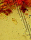 Ramaria vinosimaculans image