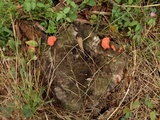 Earliella scabrosa image