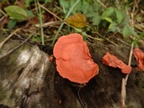 Earliella scabrosa image