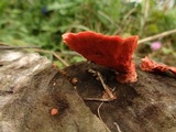 Earliella scabrosa image