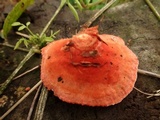 Earliella scabrosa image