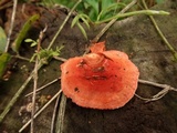 Earliella scabrosa image